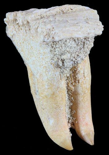 Unusual Fossil Fossil Fish (Brychaetus) Teeth - Morocco #50536